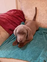 Dixie, a female Labrador Retriever for sale in Winterset, IA – 5 of 5