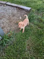 Amber, a female Labrador Retriever for sale in Winterset, IA – 6 of 10