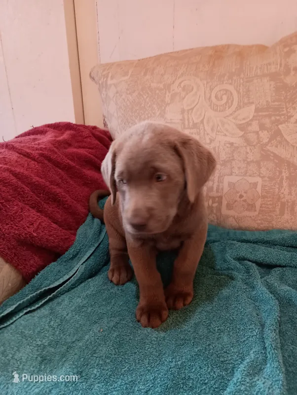Dixie – Labrador Retriever puppy for sale in Winterset, IA