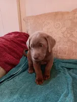 Dixie, a female Labrador Retriever for sale in Winterset, IA – 1 of 5