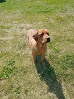 Amber, a female Labrador Retriever for sale in Winterset, IA – 9 of 10