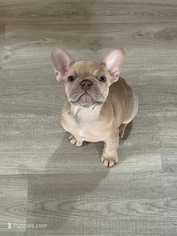 Smokey – French Bulldog puppy for sale in Bentonville, AR