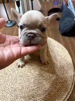 Smokey, a male French Bulldog for sale in Bentonville, AR – 5 of 8