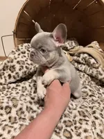 Rambo, a male French Bulldog for sale in Bentonville, AR – 4 of 4