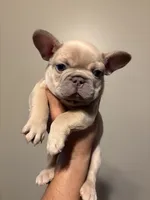 Smokey, a male French Bulldog for sale in Bentonville, AR – 2 of 8