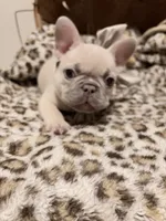 Sugar, a female French Bulldog for sale in Bentonville, AR – 7 of 9