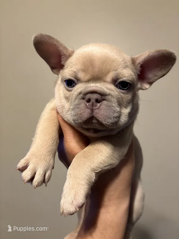 Smokey – French Bulldog puppy on hold in Bentonville, AR