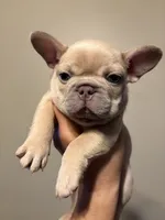 Smokey, a male French Bulldog for sale in Bentonville, AR – 1 of 8