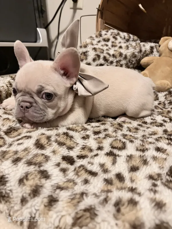 Sugar – French Bulldog puppy for sale in Bentonville, AR