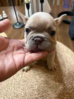 Smokey, a male French Bulldog for sale in Bentonville, AR – 4 of 8