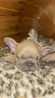 Lilo, a female French Bulldog for sale in Bentonville, AR – 2 of 4