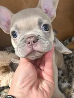 Lilo, a female French Bulldog for sale in Bentonville, AR – 1 of 4