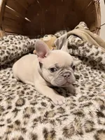 Sugar, a female French Bulldog for sale in Bentonville, AR – 3 of 9