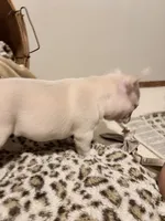 Sugar, a female French Bulldog for sale in Bentonville, AR – 4 of 9