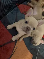 Appa, a male French Bulldog for sale in Bentonville, AR – 6 of 8