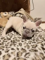 Sugar, a female French Bulldog for sale in Bentonville, AR – 9 of 9