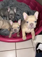 Appa, a male French Bulldog for sale in Bentonville, AR – 2 of 8