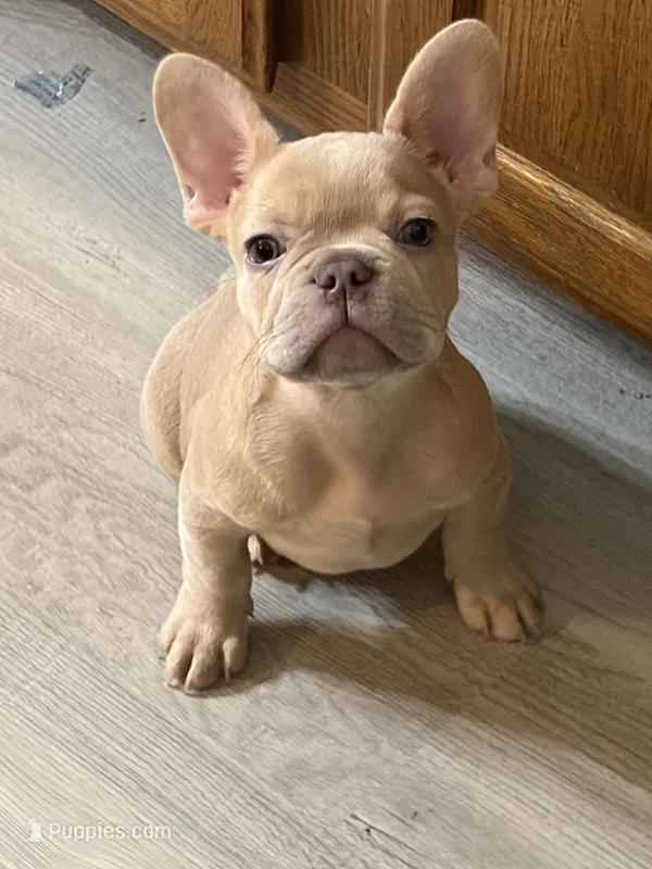 Appa – French Bulldog puppy for sale in Bentonville, AR
