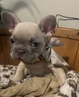 Lilo, a female French Bulldog for sale in Bentonville, AR – 4 of 4