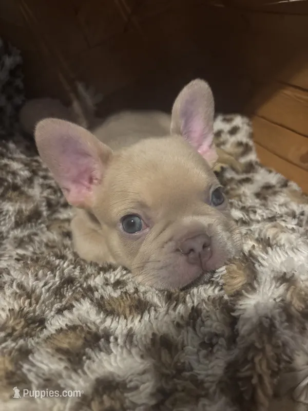 Appa – French Bulldog puppy for sale in Bentonville, AR