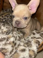 Appa, a male French Bulldog for sale in Bentonville, AR – 8 of 8