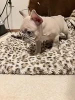 Sugar, a female French Bulldog for sale in Bentonville, AR – 6 of 9