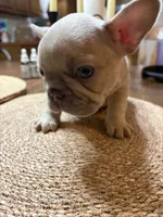 Smokey, a male French Bulldog for sale in Bentonville, AR – 6 of 8