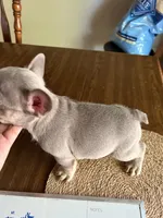 Rambo, a male French Bulldog for sale in Bentonville, AR – 3 of 4
