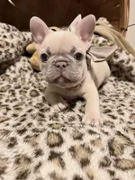Sugar, a female French Bulldog for sale in Bentonville, AR – 2 of 9