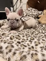 Sugar, a female French Bulldog for sale in Bentonville, AR – 5 of 9