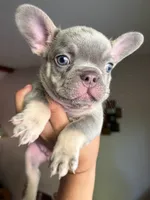 Rambo, a male French Bulldog for sale in Bentonville, AR – 2 of 4