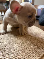 Smokey, a male French Bulldog for sale in Bentonville, AR – 7 of 8