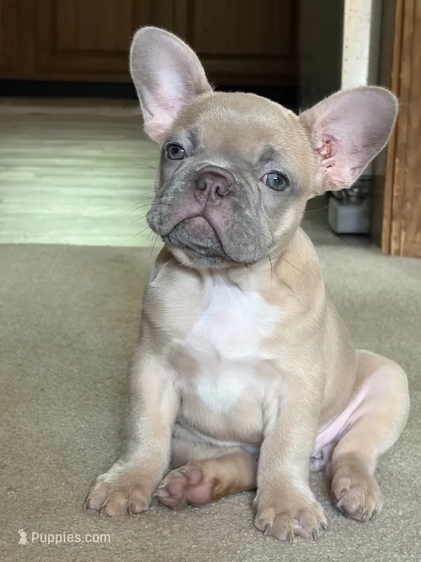 Lilo – French Bulldog puppy for sale in Bentonville, AR