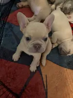 Appa, a male French Bulldog for sale in Bentonville, AR – 5 of 8