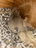Appa, a male French Bulldog for sale in Bentonville, AR – 7 of 8