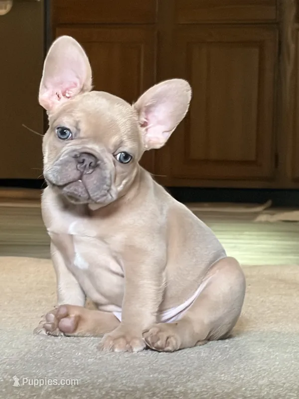 Appa – French Bulldog puppy for sale in Bentonville, AR