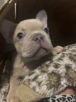 Appa, a male French Bulldog for sale in Bentonville, AR – 3 of 8