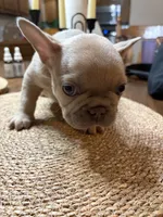 Smokey, a male French Bulldog for sale in Bentonville, AR – 8 of 8