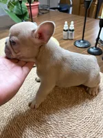 Smokey, a male French Bulldog for sale in Bentonville, AR – 3 of 8