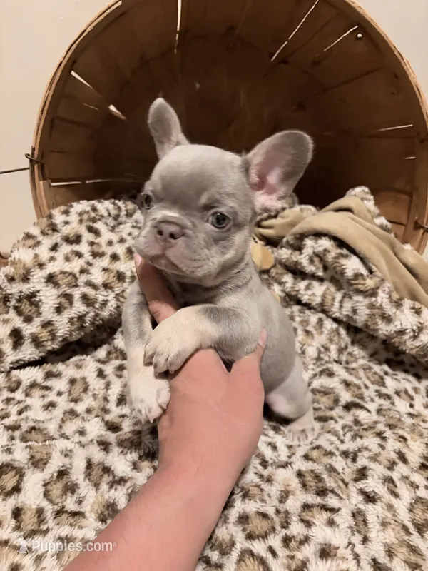 Rambo – French Bulldog puppy on hold in Bentonville, AR