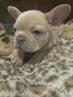 Appa, a male French Bulldog for sale in Bentonville, AR – 4 of 8