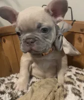 Lilo, a female French Bulldog for sale in Bentonville, AR – 3 of 4