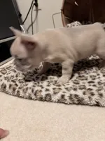 Sugar, a female French Bulldog for sale in Bentonville, AR – 8 of 9