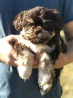 Lady, a female Shih Tzu for sale in Milton, FL – Photo 5 of 10