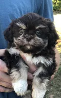 Lady, a female Shih Tzu for sale in Milton, FL – Photo 3 of 10