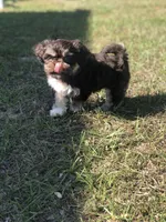 Lady, a female Shih Tzu for sale in Milton, FL – Photo 10 of 10