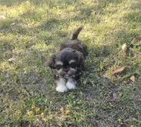 Lady, a female Shih Tzu for sale in Milton, FL – Photo 2 of 10