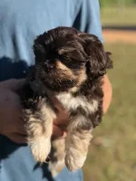 Lady, a female Shih Tzu for sale in Milton, FL – Photo 4 of 10