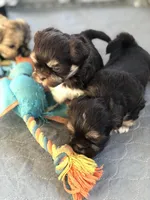 Lady, a female Shih Tzu for sale in Milton, FL – Photo 7 of 10