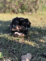 Lady, a female Shih Tzu for sale in Milton, FL – Photo 6 of 10